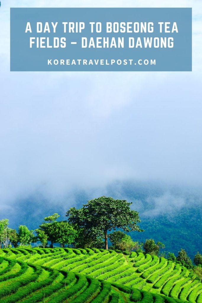 Boseong Tea Fields