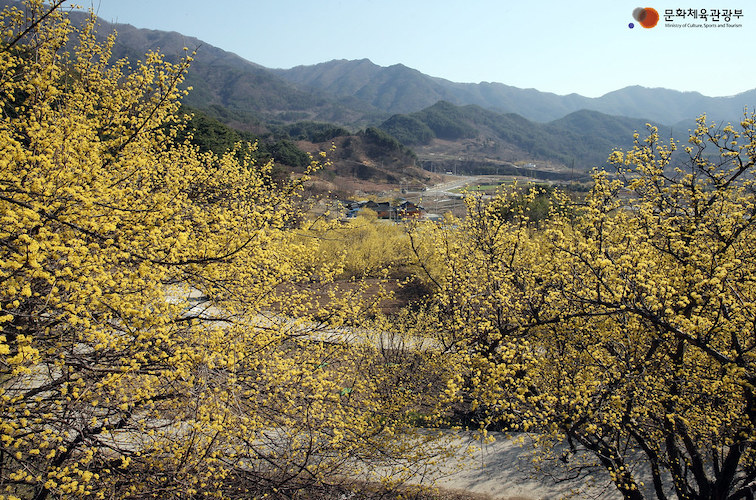 Gurye Sansuyu Village spring in Jeollanam-do