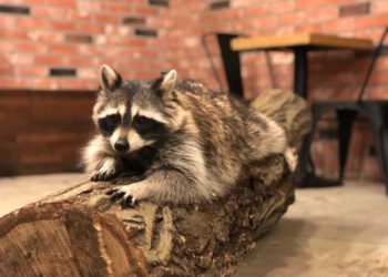 Hongdae raccoon cafe seoul