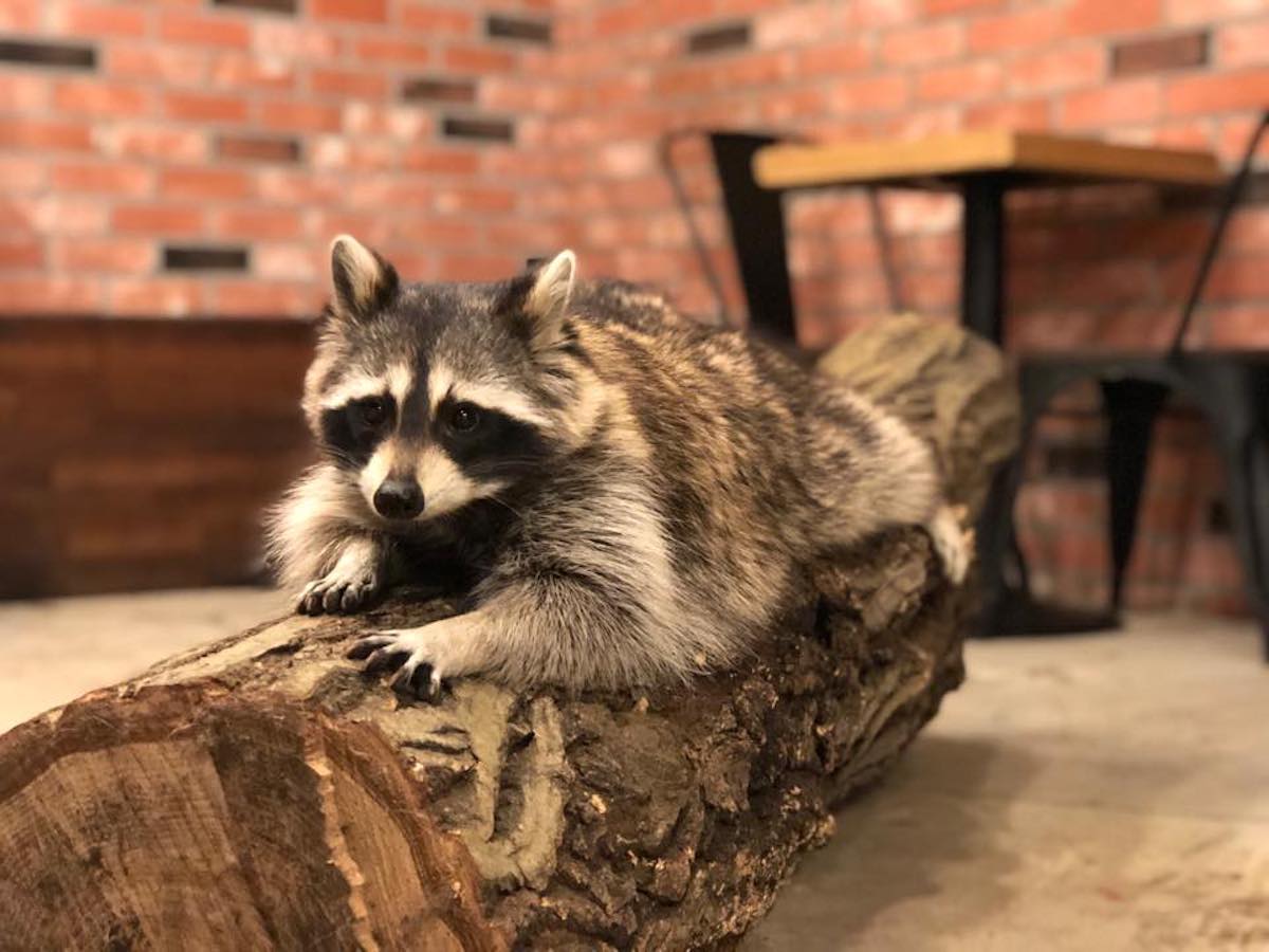 Hongdae Raccoon Cafe in Seoul KoreaTravelPost