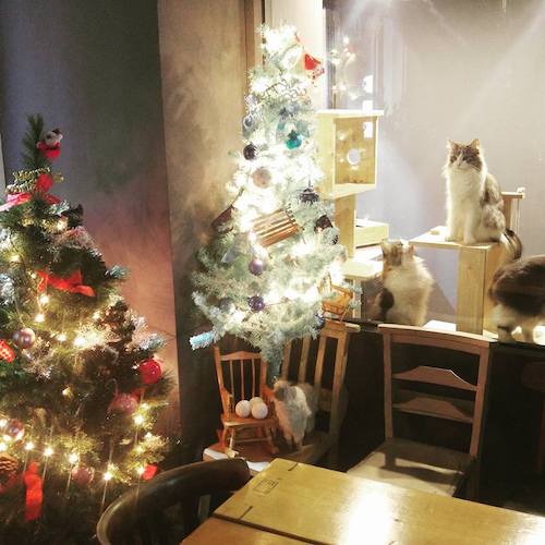 Cat Cafes in Seoul