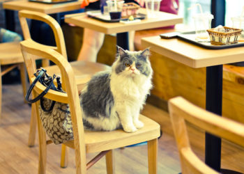 "Cat in Chair at Cat Cafe" by ceruleansky is licensed under CC BY-NC-ND 2.0