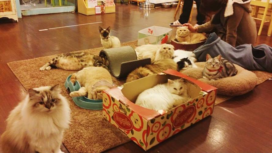Cat Cafes in Seoul