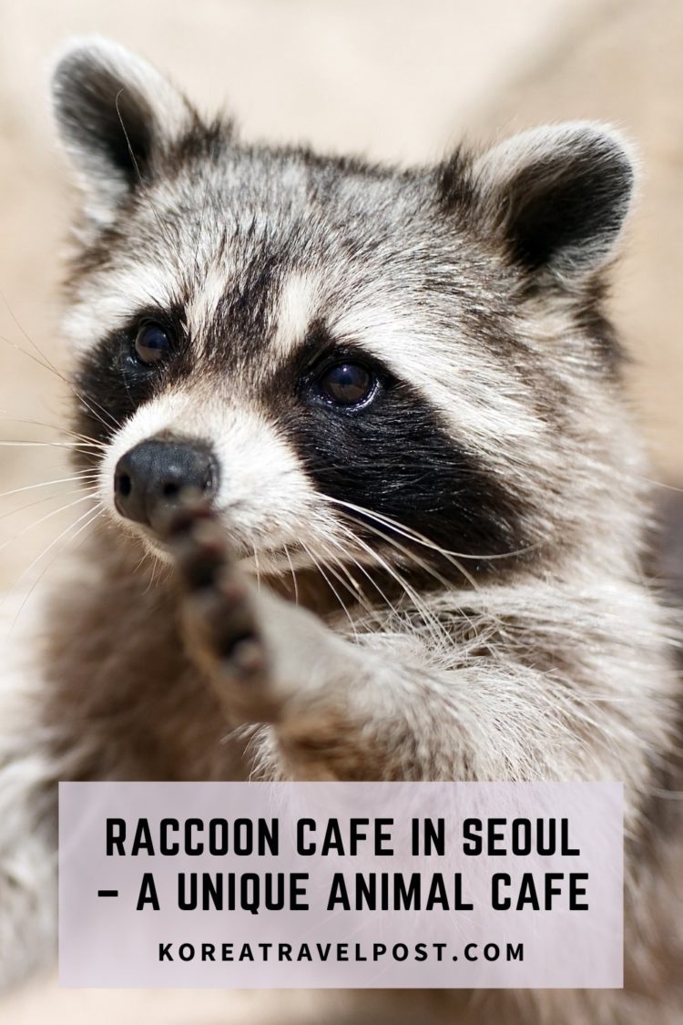 Hongdae Raccoon Cafe in Seoul KoreaTravelPost