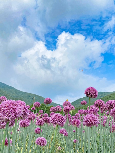 summer flowers korea garlic