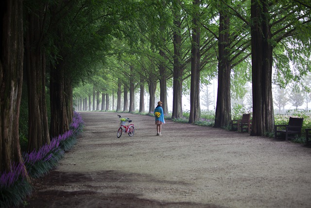 Metasequoia Road scenic drives korea