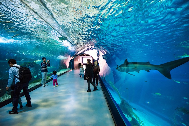 Aqua Planet Jeju (아쿠아플라넷 제주) aquariums in South Korea