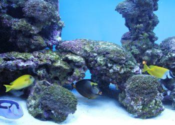 aquariums south korea