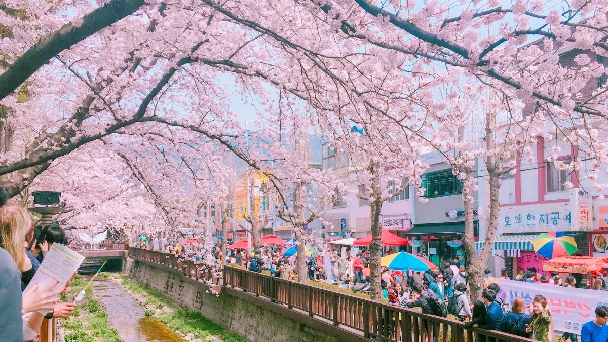 Cherry Blossom Forecast in South Korea For 2023 KoreaTravelPost
