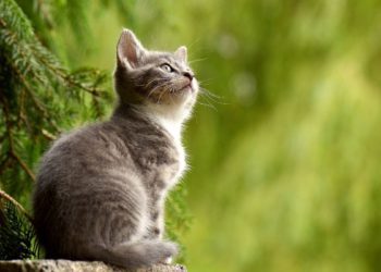 cat lover garden seoul