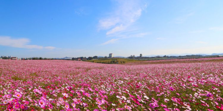 Anseong Farmland