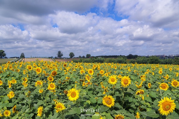 Anseong Farmland