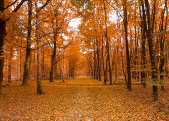 fall foliage gangwon-do