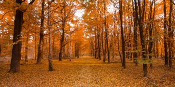 fall foliage gangwon-do