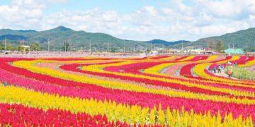 Cheorwon – Scenic Sights to Check Out