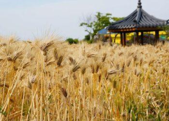 things to do jeju autumn