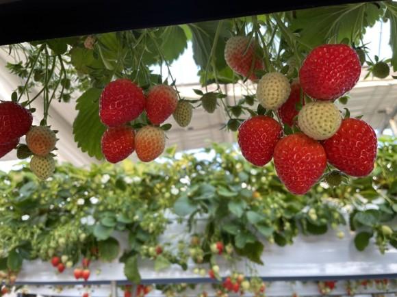 strawberry picking in korea