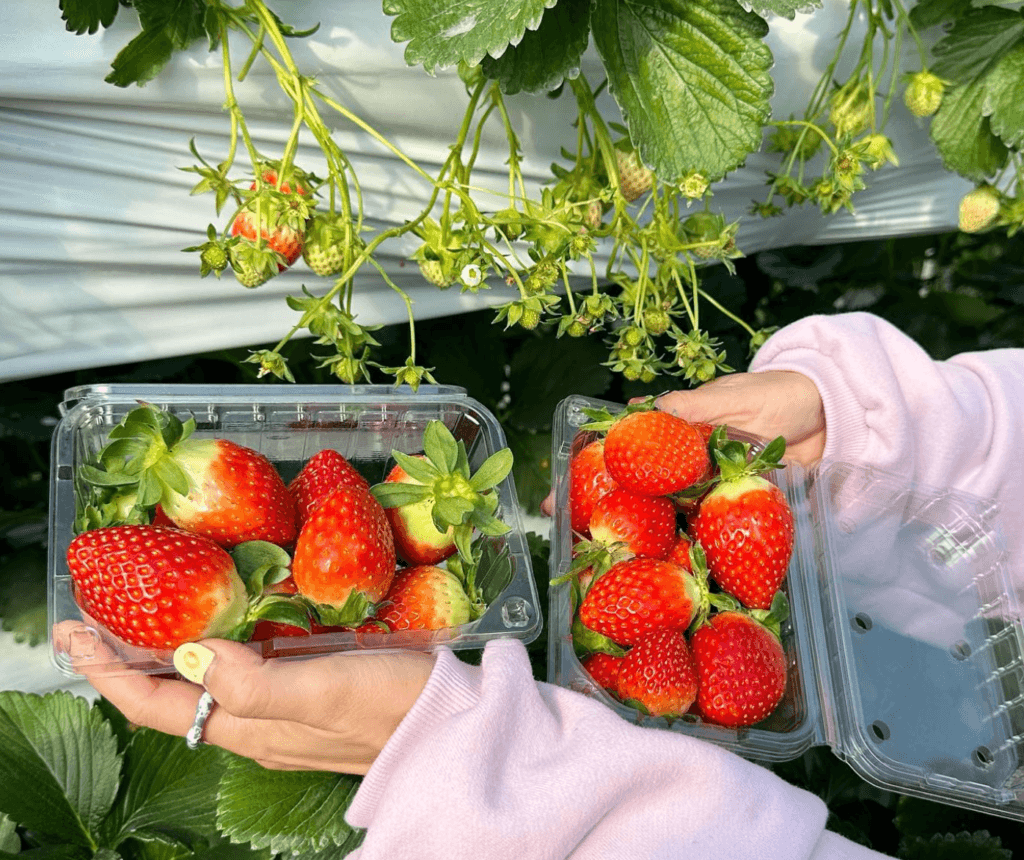 strawberry picking in korea