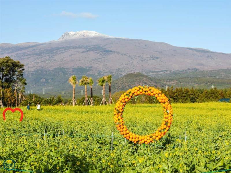 Hueree Canola Flower Festival | Hueree.com