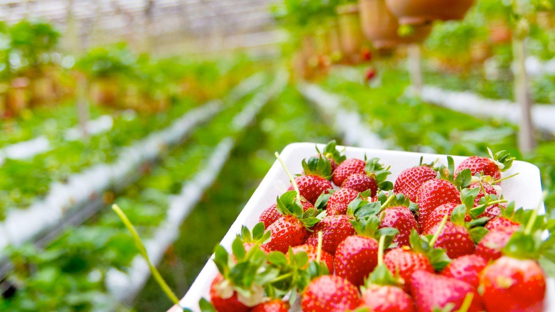 Best Locations for Strawberry Picking in Korea KoreaTravelPost