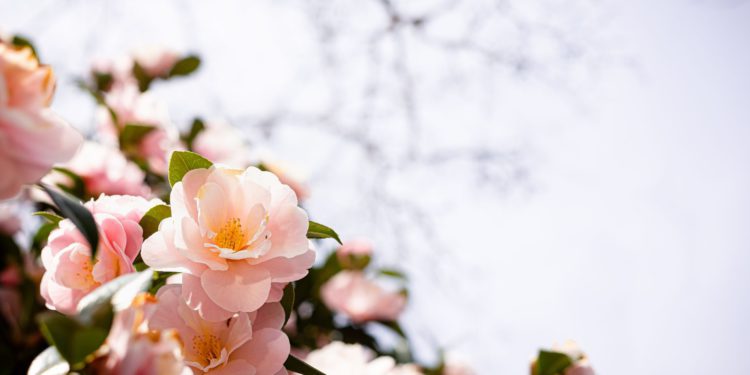 springtime jeju island