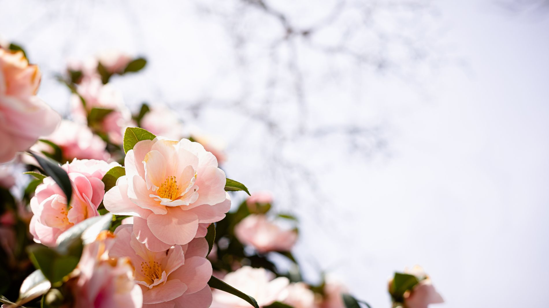 springtime-in-jeju-island-nature-s-beauty-and-festivals-koreatravelpost