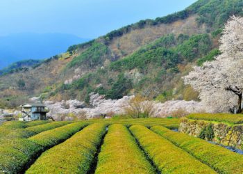 Hadong Wild Tea Cultural Festival