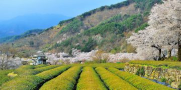 Hadong Wild Tea Cultural Festival