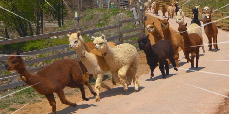 alpaca world