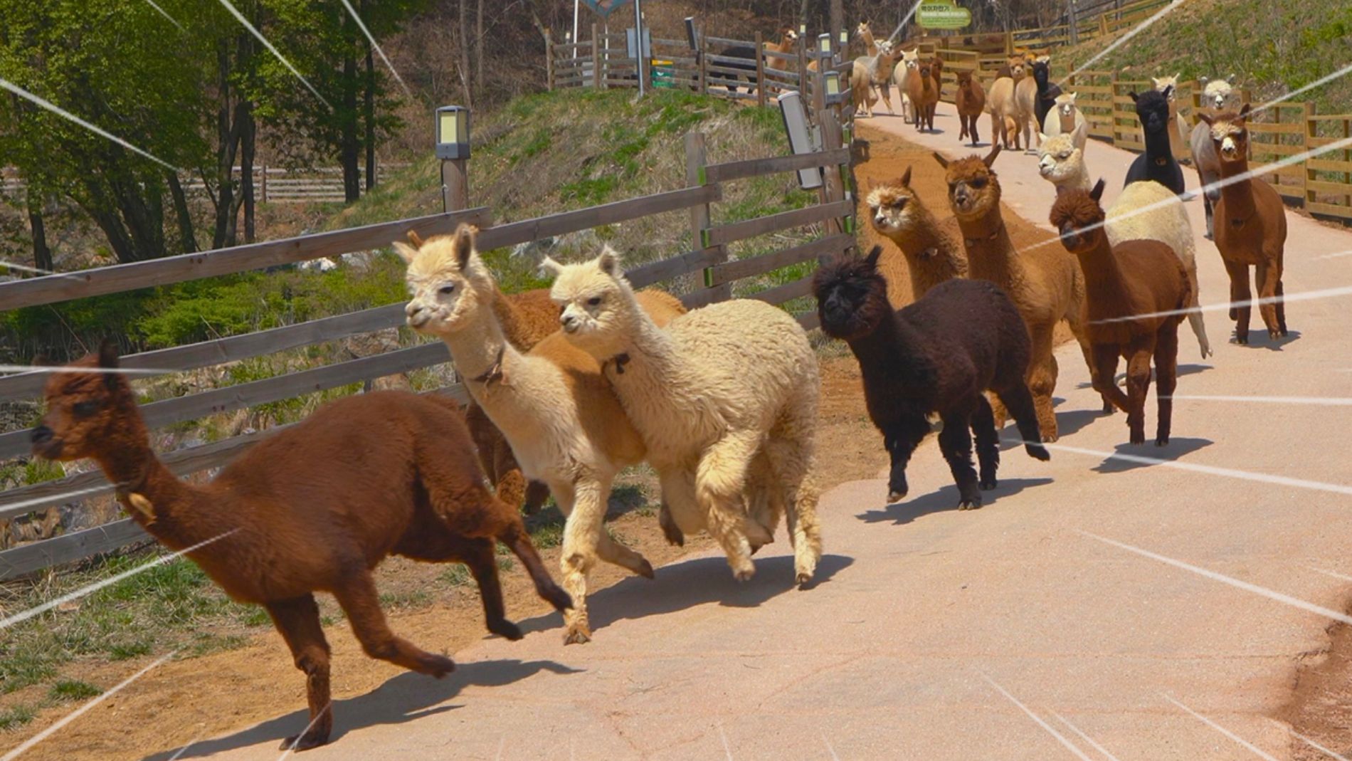 Everything You Need to Know Before Planning Trip to Alpaca World | KTP