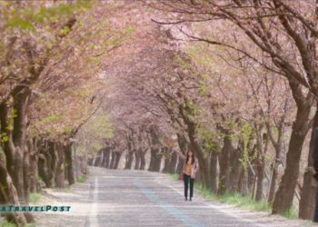 visit kdrama locations cherry blossoms festival
