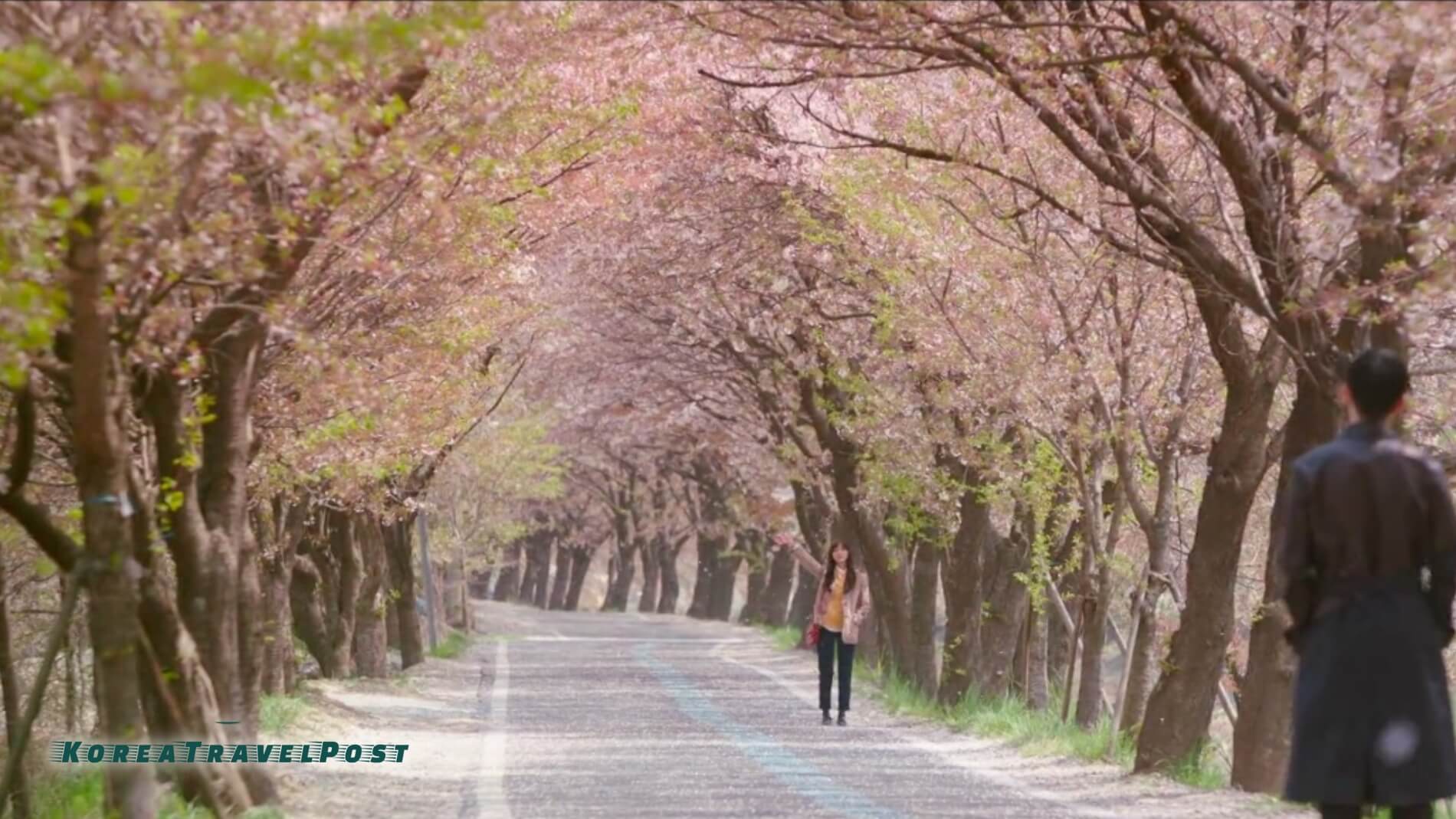 5 Must Visit Kdrama Filming Locations During Cherry Blossoms Season