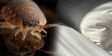 bed bug travel tips