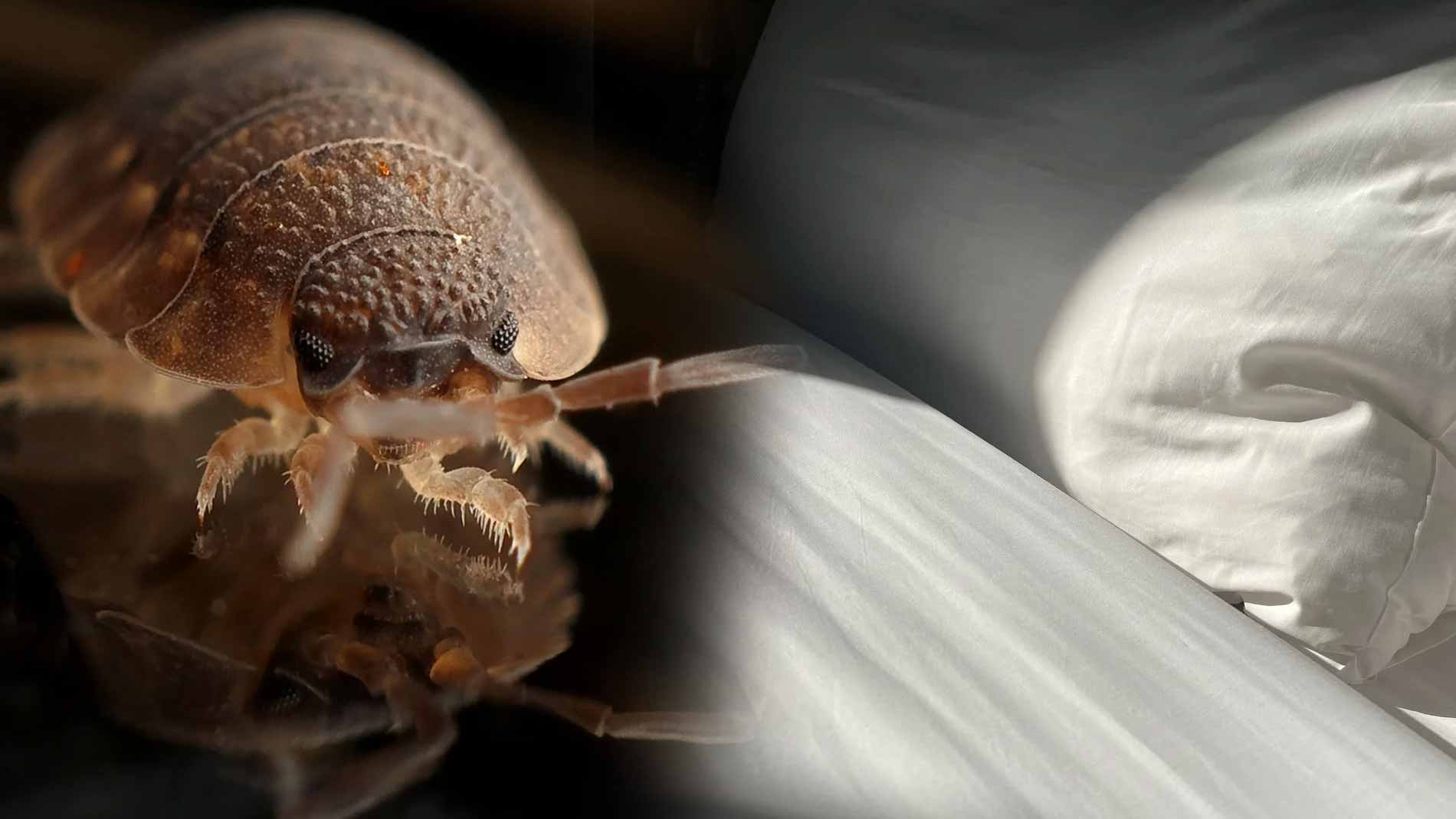 Seoul Bed Bug Outbreak 10 Crucial Tips for Your BugFighting Travel to