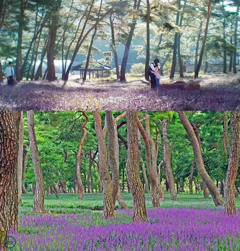 Maekmundong Pine Forest | Gyeongju Official Website