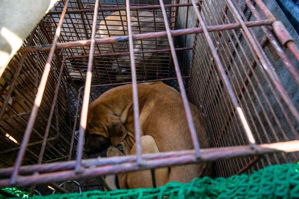 Caged dogs are seen in a truck during a protest by dog farmers against the government's move to ban dog meat consumption, in Seoul on November 30 2023. | Source: Getty Images