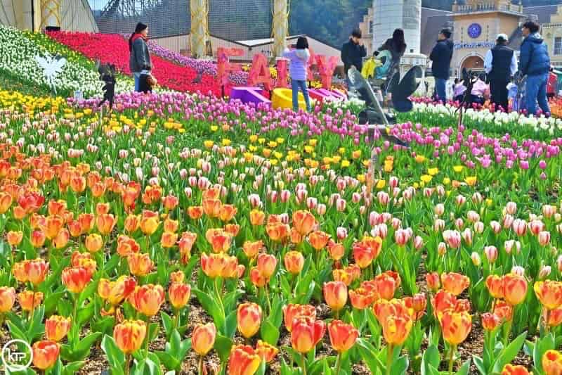“Fairy Town with Sanrio Characters” Tulip Festival in Everland, Seoul, South Korea