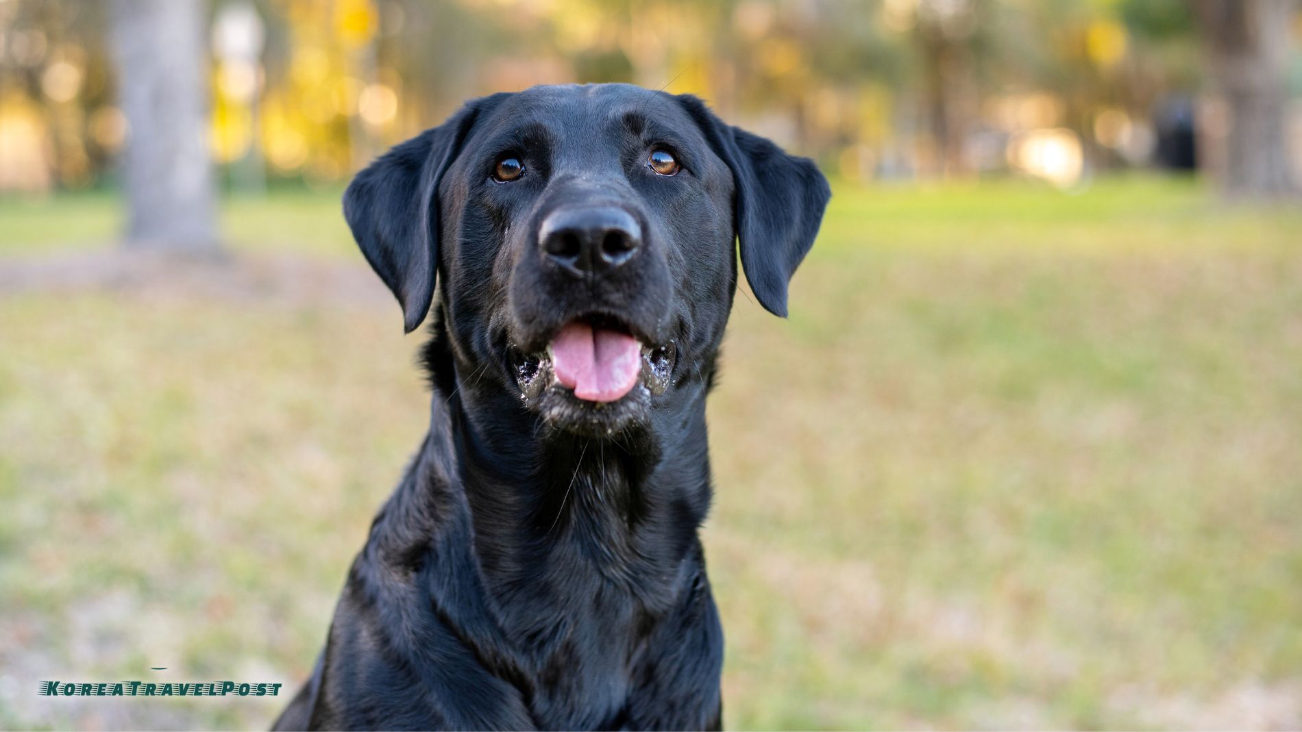 South Korea Bans Dog Meat Consumption the Pros and Cons KoreaTravelPost