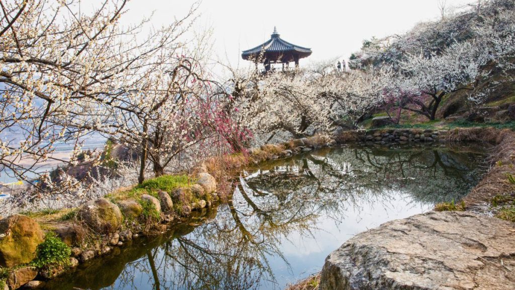Spring in Gwangyang Maehwa Village, where plum blossoms bloom like white snow