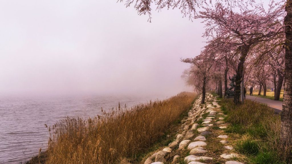 Cherry Blossoms and Reeds