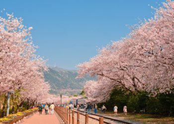Jinhae Cherry Blossom Festival