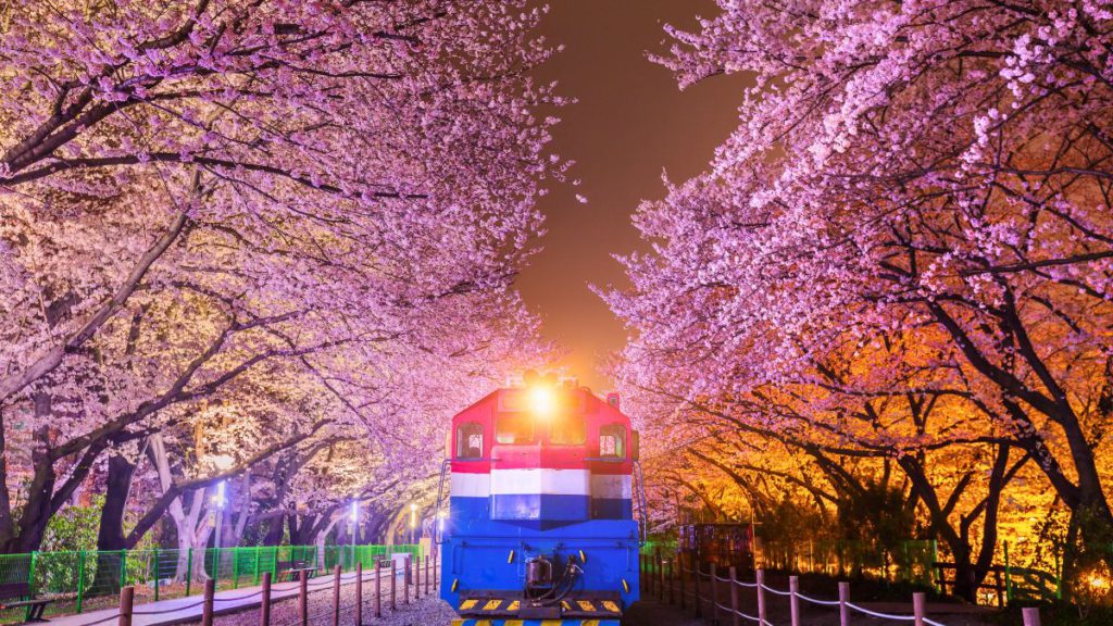 Jinhae Cherry Blossom Festival Gyeonghwa Station