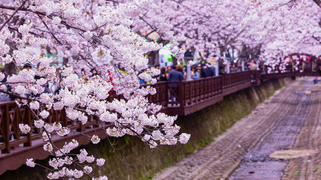 Jinhae Cherry Blossom Festival Yeojwacheon Stream