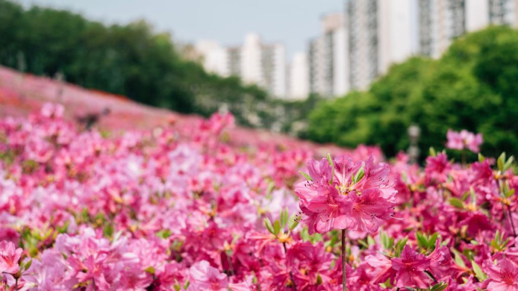 Royal Azaleas Hill Park Flower Festival in Gunpo, Korea