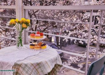 Best Cherry Blossom Cafes in Seoul South Korea