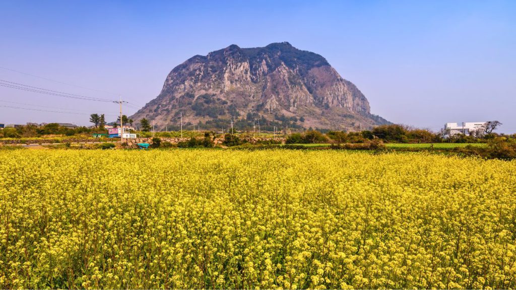 canola flowers jeju