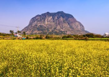 canola flowers jeju