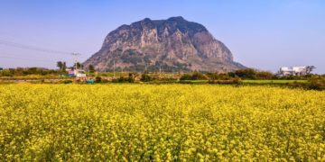 canola flowers jeju