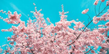 cherry blossom forecast 2024