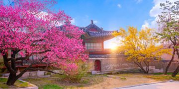 spring destinations korea